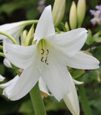 Křín Powellii bílý - Crinum Powellii album - cibule křínu - 1 ks