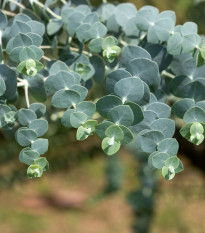 Eukalyptus Baby Blue - Blahovičník - Eukalyptus pulverulenta - semena eukalyptu - 8 ks