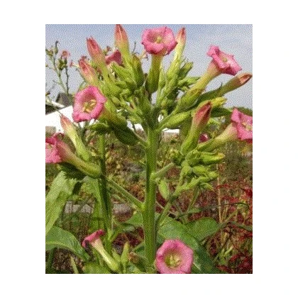 Tabák Madole SPECIÁL - rostlina Nicotiana tabacum - semena tabáku - 20 ks