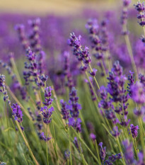 Levandule lékařská - Lavandula angustifolia - semena levandule - 130 ks