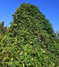 Chmel japonský - Humulus japonicus - semena chmelu - 7 ks