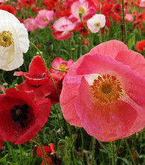 Vlčí mák směs - Papaver rhoeas - semena máku - 200 ks