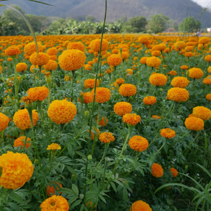 Aksamitník vzpřímený Sunset - Tagetes erecta - semena aksamitníku - 0,3 g