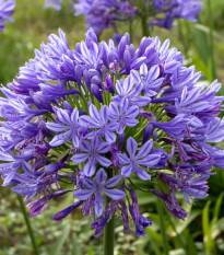 Kalokvět modrý - Agapanthus praecox - semena kalokvětu - 8 ks