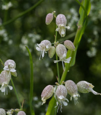 Silenka nadmutá Stridolo - Silene inflata - semena silenky - 0,2 g