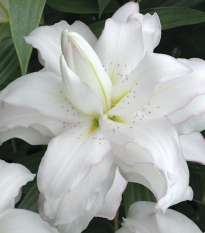 Lilie Lotus Beauty - Lilium - cibule lilie - 1 ks