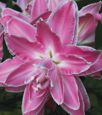 Lilie Lotus Wonder - Lilium - cibule lilie - 1 ks