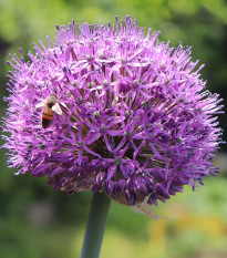 Česnek Summer Drummer - Allium - cibule okrasného česneku - 3 ks