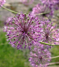 Česnek Akbulak - Allium - cibule okrasného česneku - 3 ks