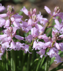 Ladoňka zvonkovitá růžová - Scilla campanulata - cibule ladoňky - 3 ks