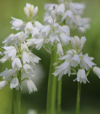 Ladoňka zvonkovitá bílá - Scilla campanulata - cibule ladoňky - 3 ks