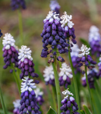 Modřenec Grape Ice - Muscari - cibule modřence - 5 ks