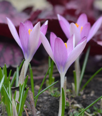 Krokus Roseus - Crocus tommasinianus - hlízy krokusu - 3 ks