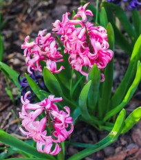 Hyacint mnohokvětý růžový - Hyacinthus - cibule hyacintu - 1 ks