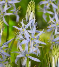 Ladoník bleděmodrý - Camassia cusickii - cibule ladoníku - 2 ks