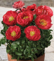 Pivoňka Patio Moscow - Paeonia lactiflora - hlízy pivoňky - 1 ks