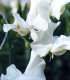 Hrachor vonný královský bílý - Lathyrus odoratus - semena hrachoru - 20 ks
