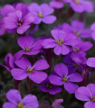 Tařička zahradní fialová - Aubrieta hybrida - semena tařičky - 200 ks