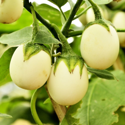 Lilek vejcoplodý Eierbaum - Solanum melongena - semena lilku - 20 ks