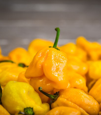 Chilli Trinidad scorpion butch žluté – Capsicum chinense – semena chilli – 5 ks