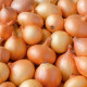Cibule sazečka žlutá Hercules - Allium cepa - cibulky - 500 g