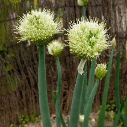 Cibule sečka - Allium fistulosum L. - semena cibule - 1 gr