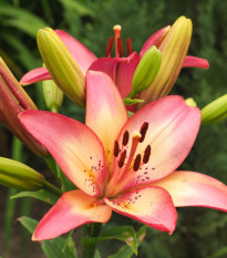 Lilie Rosellas Dream - Lilium - cibule lilie - 1 ks