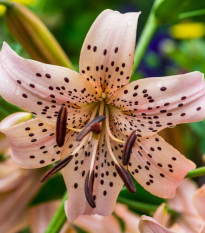 Lilie Pink Tiger - Lilium - cibule lilie - 1 ks