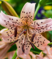 Lilie Pink Tiger - Lilium - cibule lilie - 1 ks