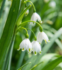 Bledule letní - Leucojum aestivum - cibule bledule - 2 ks