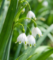 Bledule letní - Leucojum aestivum - cibule bledule - 2 ks