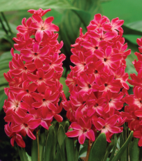 Hyacint Red Glory - Hyacinthus - cibule hyacintu - 1 ks