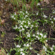 Ladonička zářící bílá - Chionodoxa luciliae alba - cibule ladoničky - 5 ks