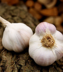 Sadbový česnek Matinka - Allium sativum - nepaličák - cibule česneku - 1 balení