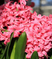 Hyacint Pink Pearl - Hyacinthus L. - cibule hyacintu - 1 ks