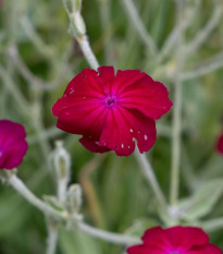 Kohoutek věncový - Lychnis coronaria - semena kohoutku - 50 ks