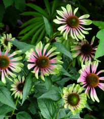 Třapatkovka Green Twister - Echinacea purpurea - prostokořenné sazenice třapatkovky - 1 ks