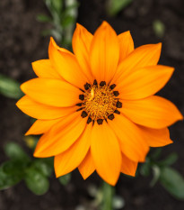 Gazánie Kiss Orange F1 - Gazania rigens - semena gazánie - 12 ks