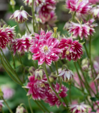 Orlíček Nora Barlow - Aquilegia vulgaris - semena orlíčku - 30 ks