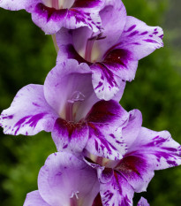 Gladiol Passos - Gladiolus - hlízy mečíku - 3 ks