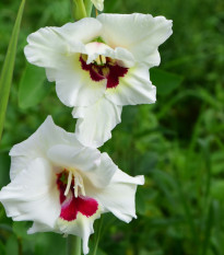 Gladiol Fiorentina - Gladiolus - hlízy mečíku - 3 ks