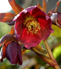 Čemeřice nachová - Helleborus purpurascens - prostokořenné sazenice čemeřice - 1 ks