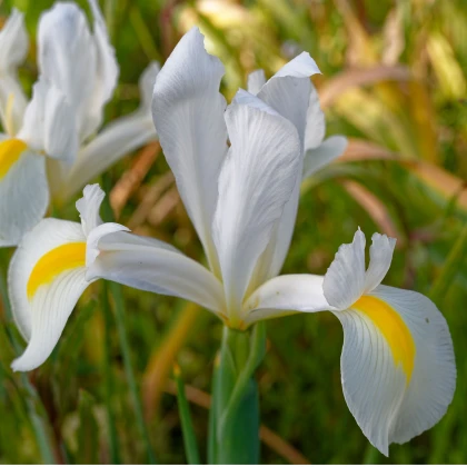 Kosatec holandský White Excelsior - Iris hollandica - cibulky kosatce - 3 ks