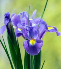 Kosatec holandský Sapphire Beauty - Iris hollandica - cibulky kosatce - 3 ks