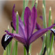 Kosatec síťkovaný Pauline - Iris reticulata - cibulky kosatce - 3 ks