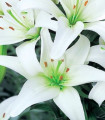 Lilie Canova - Lilium - cibule lilie - 1 ks