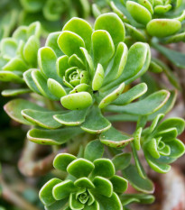 Růžicovka - Aeonium spathulatum - semena růžicovky - 8 ks