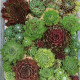 Netřesk - Skalní růže směs - Sempervivum hybridum - semena netřesku - 30 ks