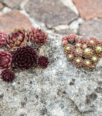 Netřesk - Skalní růže směs - Sempervivum hybridum - semena netřesku - 30 ks