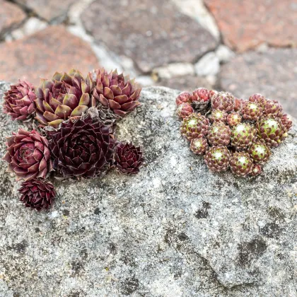 Netřesk - Skalní růže směs - Sempervivum hybridum - semena netřesku - 30 ks